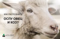Как распознать оспу овец и коз?
